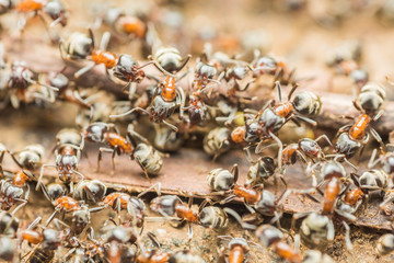 Swarm Colony Of Ants Searching For Food