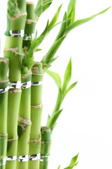 Fototapeta na wymiar Green fresh bamboo isolated on white background