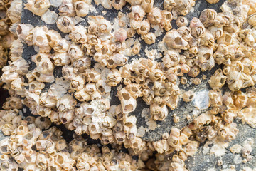 Barnacle adhesion to various things in the sea.