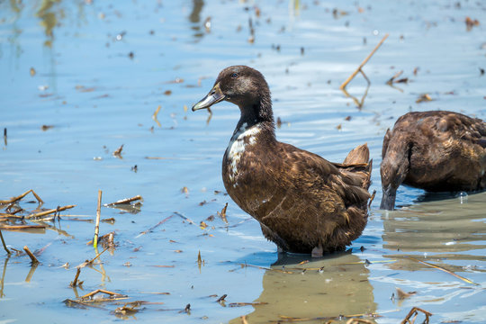 Ducks in the water