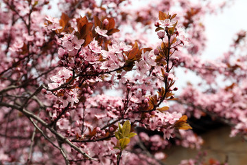 Blooming tree twigs with pink flowers in spring close up
