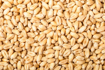wheat