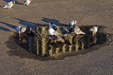 Taube trinkt aus einer Pf&uuml;tze 03