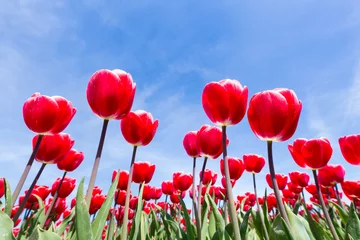 Zelfklevend Fotobehang Tulp Red tulips field bottom view with blue sky