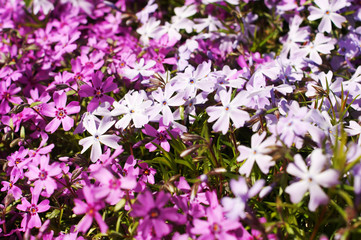 Phlox subulata, background flowers