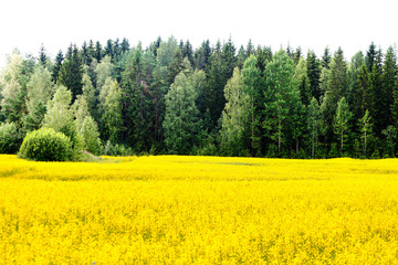 Yellow rape seed field in Finland