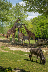 herbivores ensemble