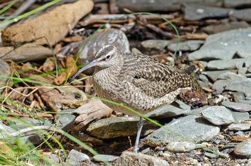Whimbrel