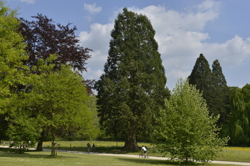 Fototapeta na wymiar Séquoia géant parmi les autres arbres au parc Solvay