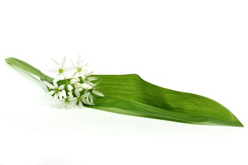 frischer Bärlauch isoliert auf weißem Hintergrund