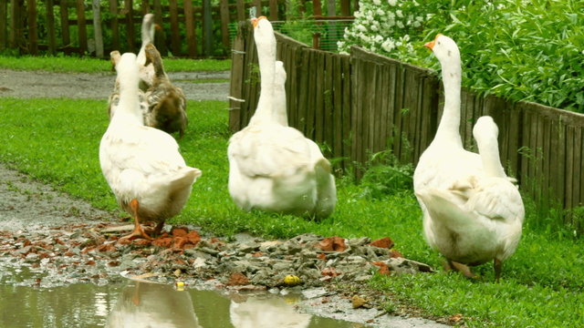  a flock of geese in the village grazing in the meadow

