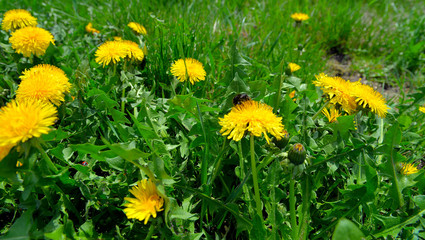 Buchstaben wiese garten grün