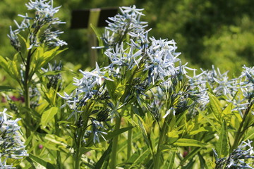 Shining Blue Star (Amsonia Illustris) in Innsbruck, Austria
