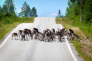 Herd of reindeer in the middle of an empty country road