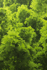 Green Maple Tree Leaves