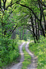 Fototapeta na wymiar road in green forest