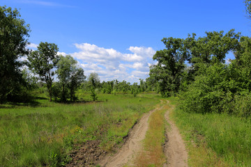 rut road in forest
