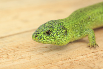 Lizard