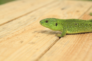 Grenn Lizard