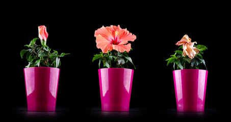Aging concept from Hibiscus flower life cycle
