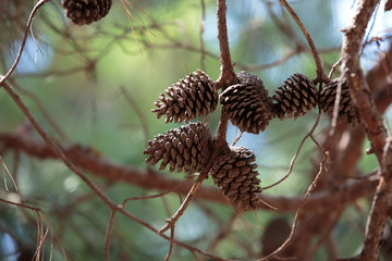 close up of pine cone on the tree