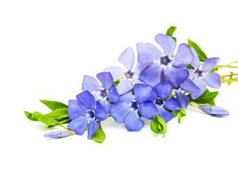 Fototapeta premium Perwinkle