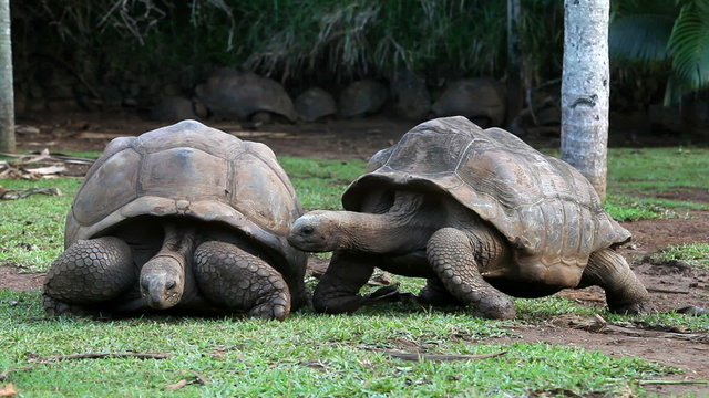 two Big Seychelles turtles sympathizing each other