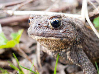 Common Toad Close-up