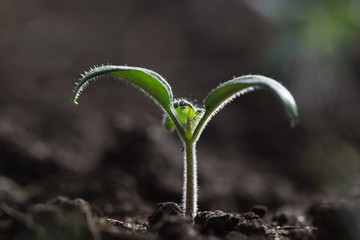 tomato seedling