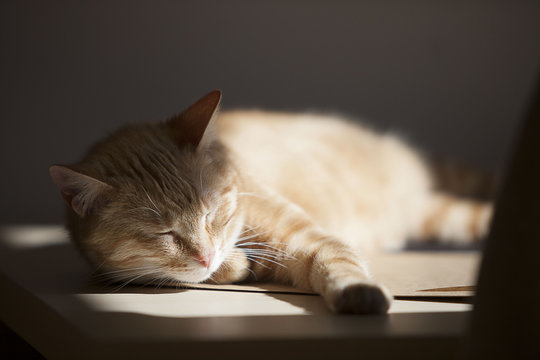 cat morning sun - wygrzewający się kot
