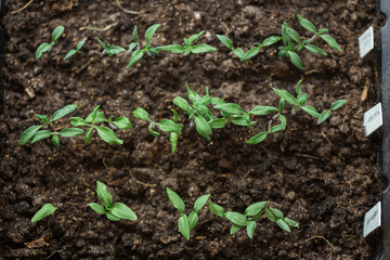 tomato seedling