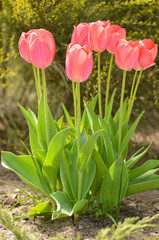 Colorful tulips in the garden