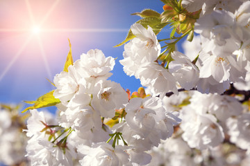 Blooming sakura flowers on blue sky background in the Keukenhof
