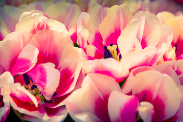 Naklejki  Cudowne kwiaty tulipanów w parku Keukenhof