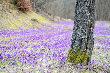 Crocus field with tree