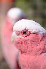 galah cockatoo