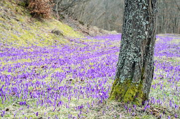 Crocus field with tree