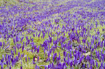 Obraz premium Purple crocus field