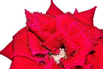 Red rose on a white background (macro )
