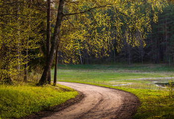 Fototapeta premium The road in the spring forest