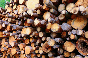 Harvesting timber logs