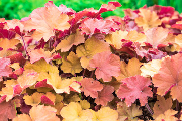 Herbstfarben für den Garten