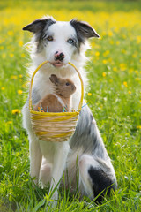 Hund mit Zwergkaninchen