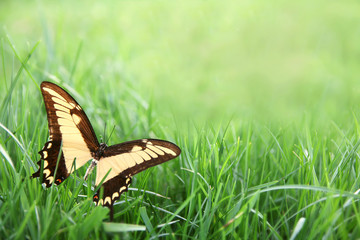 Yellow Butterfly in Green Grass Background