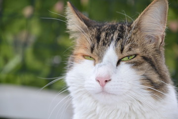 The eye of the cat - domestic animals concept