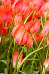 Tulips bud in water drops
