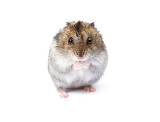 Little dwarf hamster isolated on white background