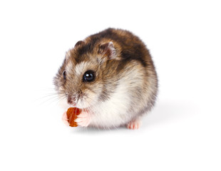 Little dwarf hamster isolated on white background