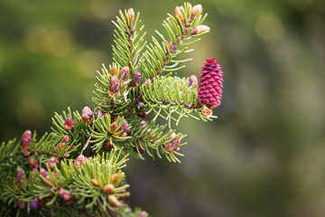 Fototapeta premium Red fir cone during spring