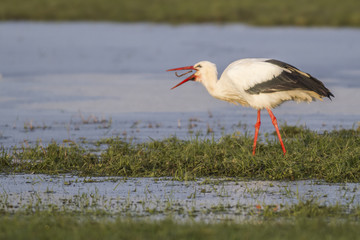Wei&szlig;storch (ciconia ciconia)